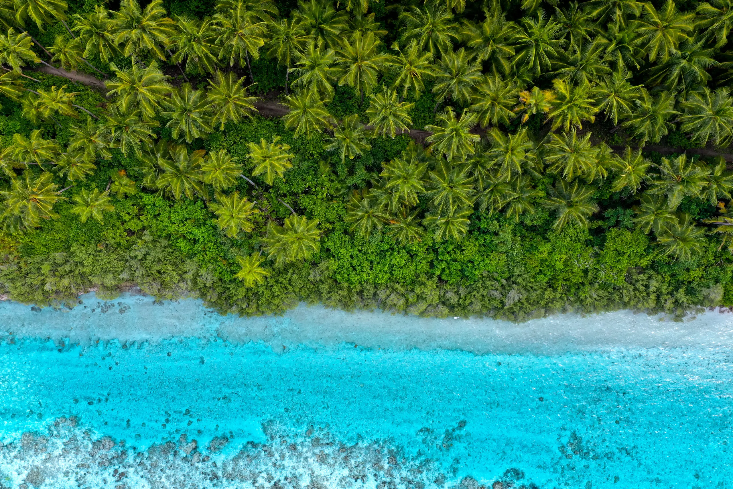 Aerial view of mandhoo palm trees
